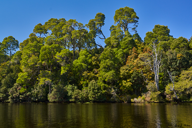 Pieman River, Tarkine Wilderness, Tasmania