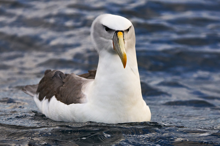 Shy Albatross, Tasmania