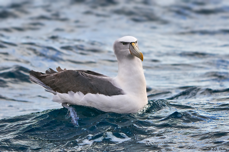 Shy Albatross, Tasmania