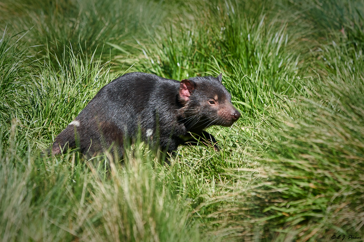 Tasmanian Devil, Tasmania