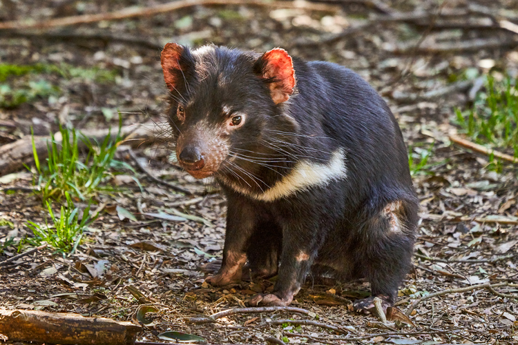 Tasmanian Devil, Tasmania