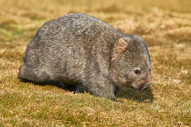 Wombat, Tasmania