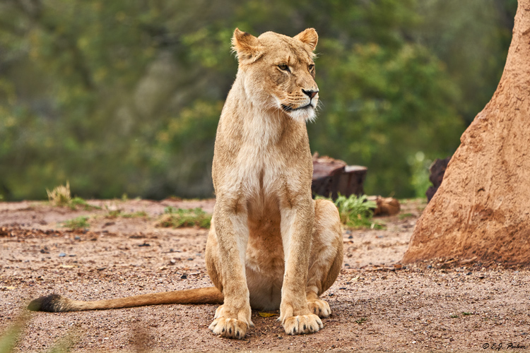 African Lion (c), Victoria