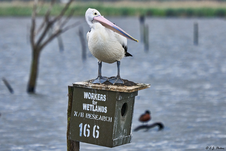 Australian Pelican, Victoria