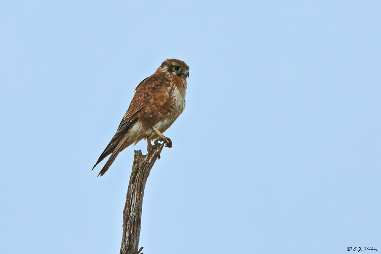 Brown Falcon, Victoria