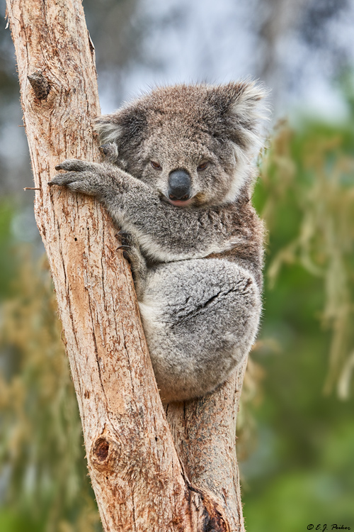 Koala, Victoria