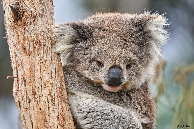 Koala, Victoria