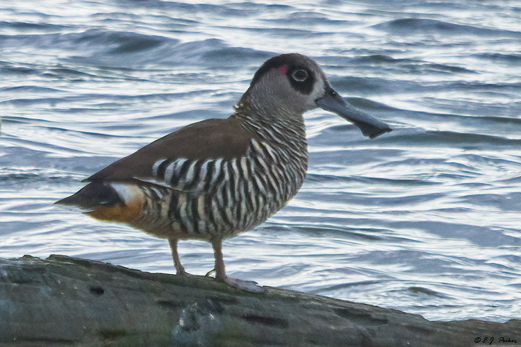 Pink-eared Duck, Victoria