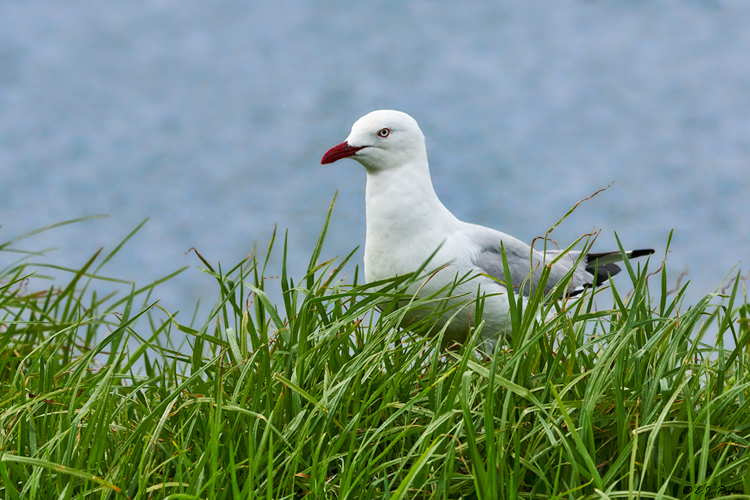 Silver Gull, Victoria