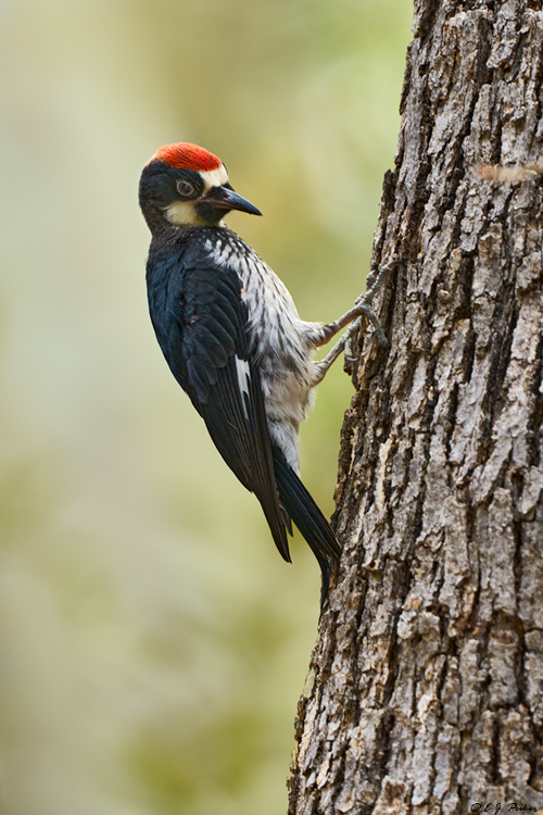 acorn woodpecker e.g.crossword
