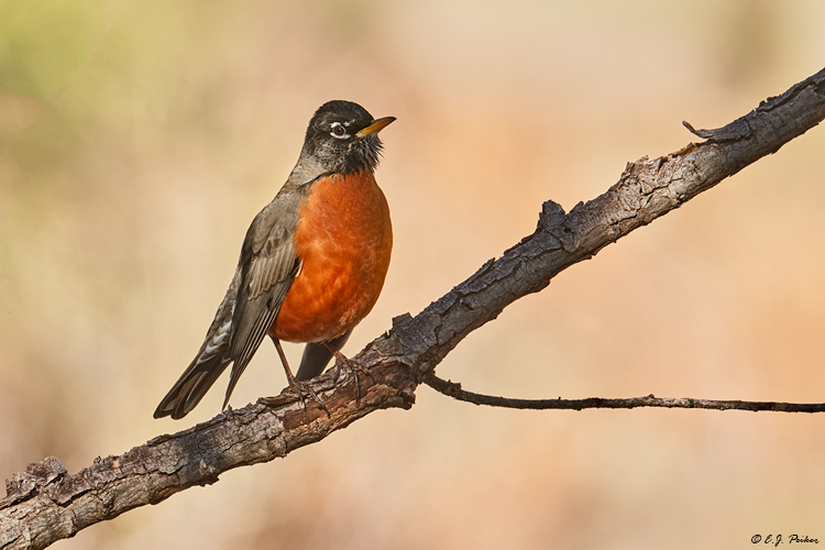 American Robin, Madera Canyon, AZ