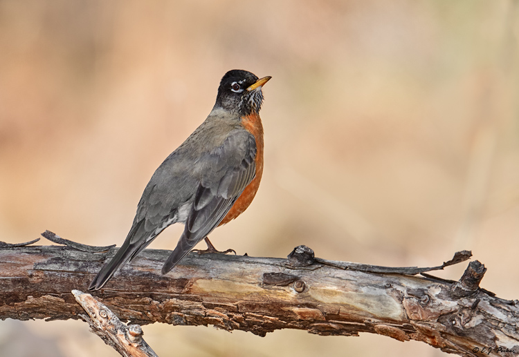 American Robin, Madera Canyon, AZ