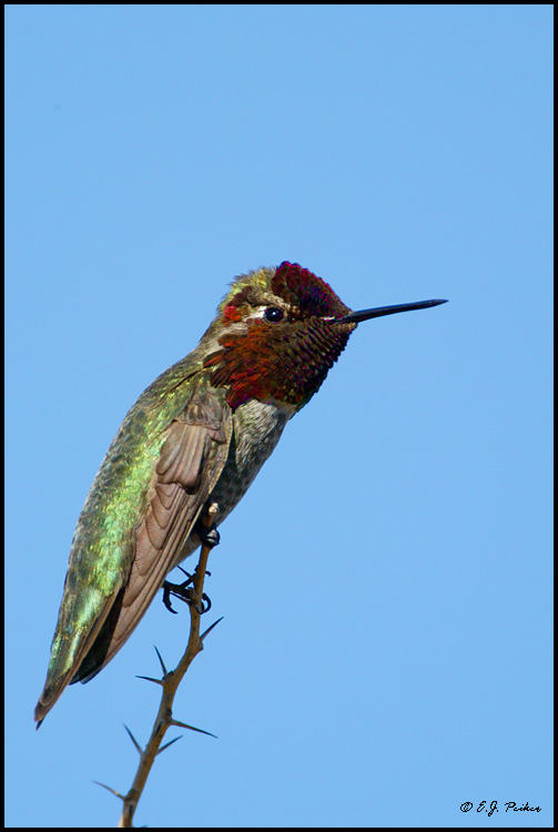 Anna's Hummingbird, Gilbert, AZ