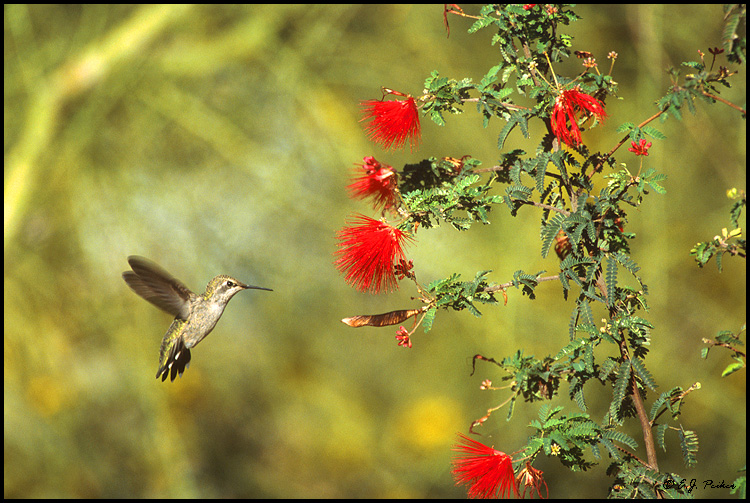 Anna's Hummingbird, Tucson, AZ