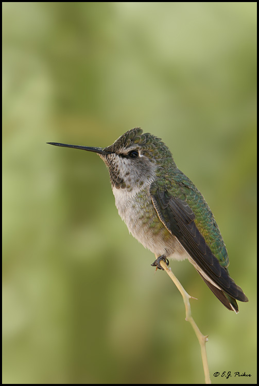 Anna's Hummingbird, Phoenix, AZ