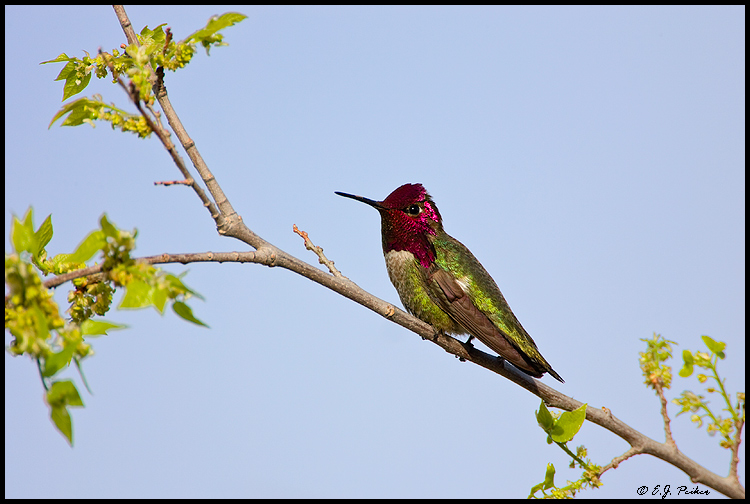 Anna's Hummingbird, Superior, AZ