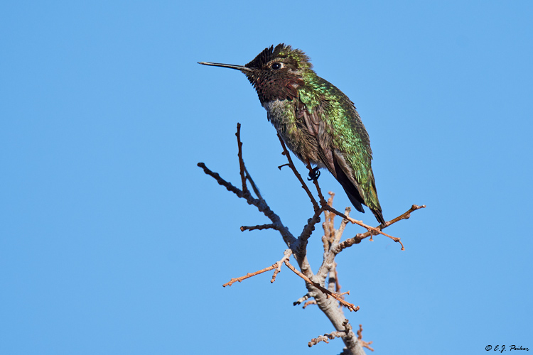 Anna's Hummingbird,Gilbert, AZ