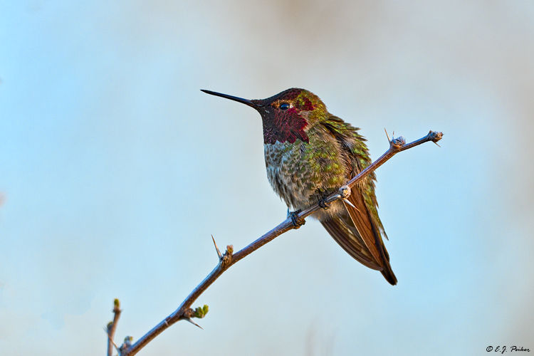 Anna's Hummingbird, Huntington Beach, CA