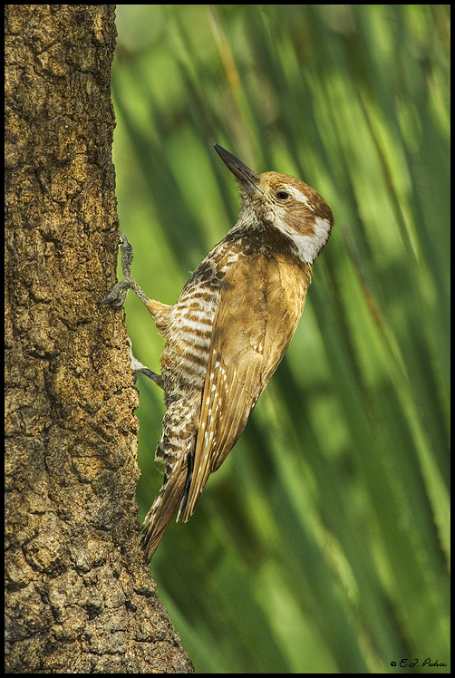 Arizona Woodpecker, Ash Canyon, AZ