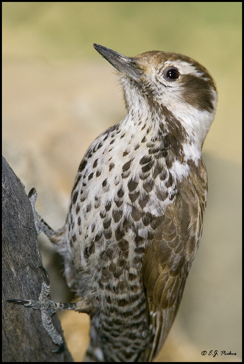 Arizona Woodpecker, Madera Canyon, AZ