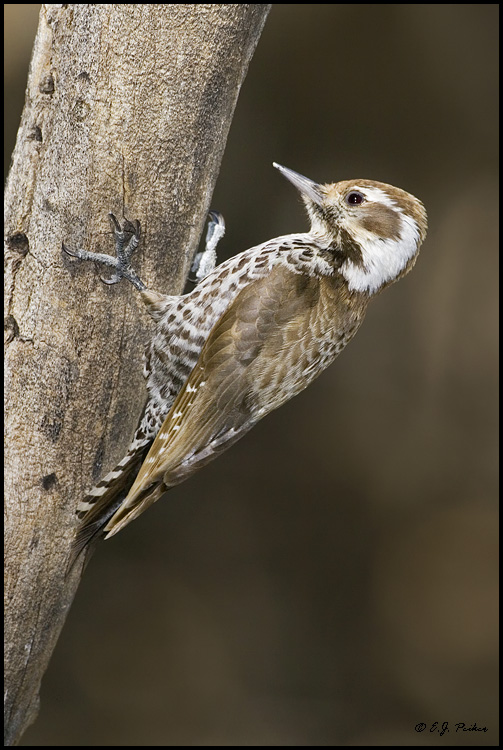 Arizona Woodpecker, Madera Canyon, AZ