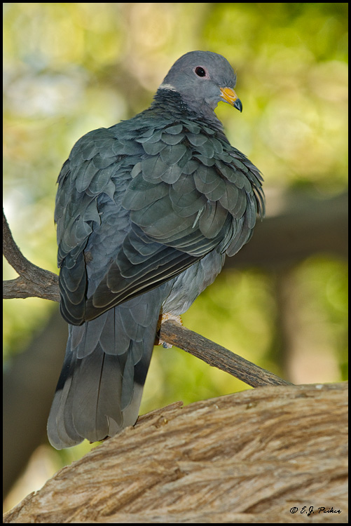 Band-tailed Pigeon, Tucson, AZ