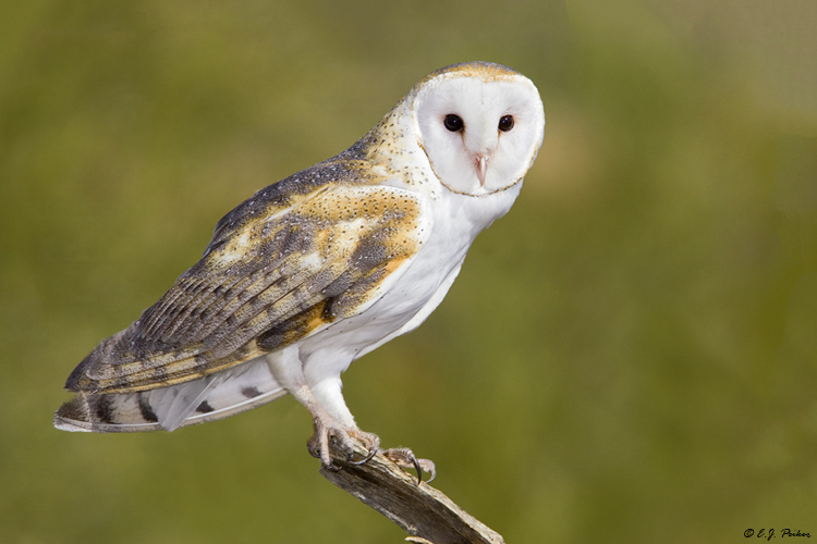 Barn Owl, Tucson, AZ