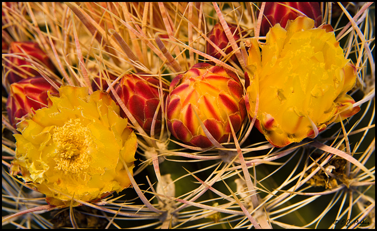 Barrel Cactus, Phoenix, AZ