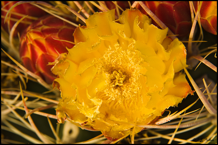 Barrel Cactus, Phoenix, AZ