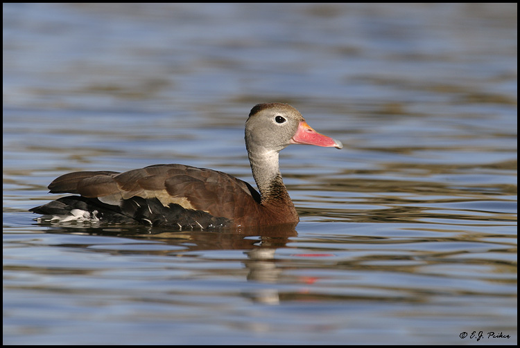 Black-bellied Whistling Duck, Scottsdale, AZ