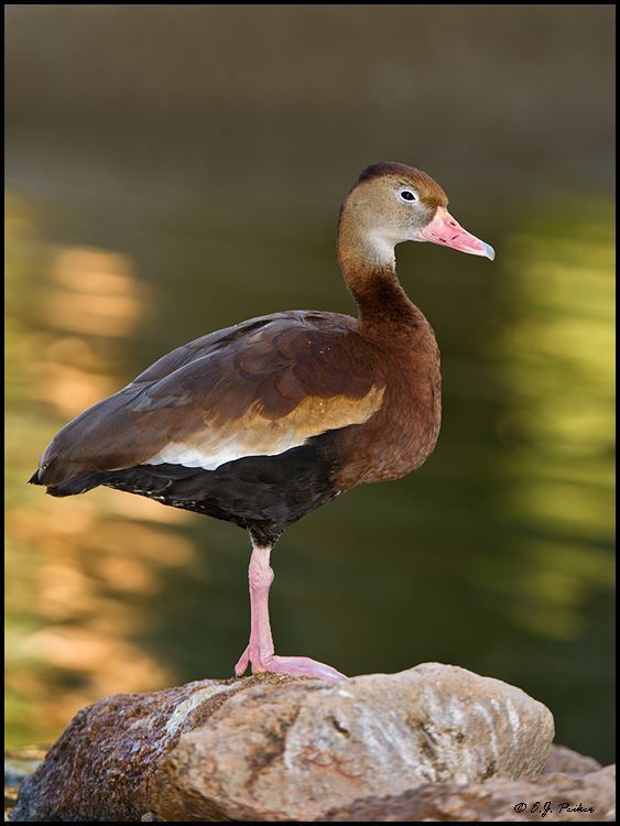 Black-bellied Whistling Duck, Litchfield Park, AZ