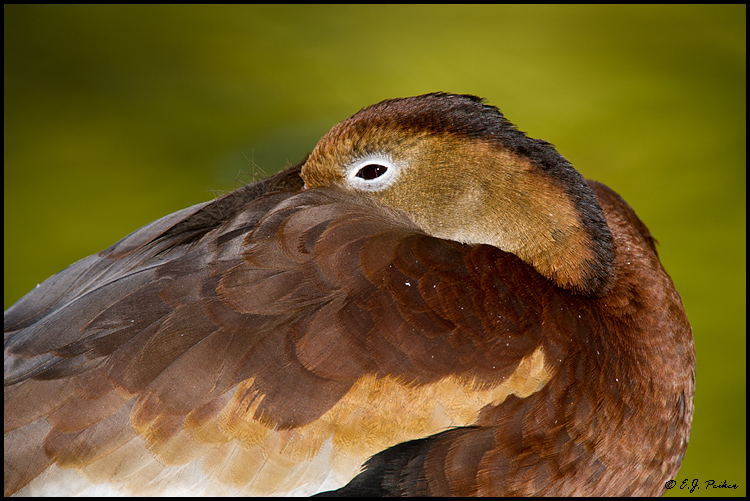 Black-bellied Whistling Duck, Litchfield Park, AZ