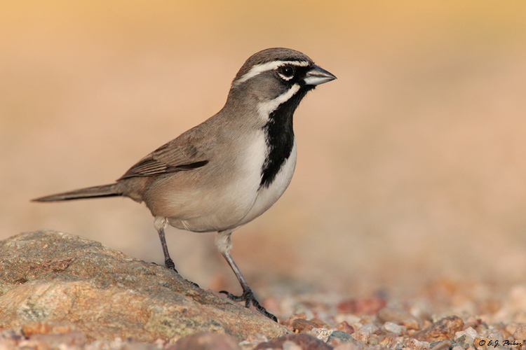 Black-throated Sparrow, Glendale, AZ