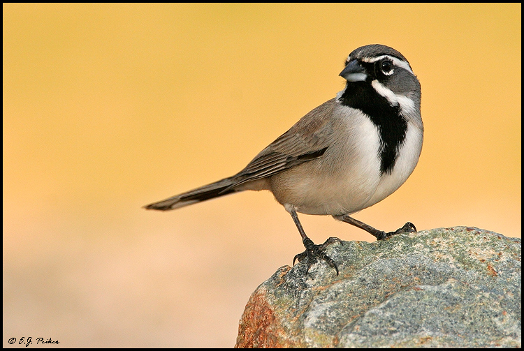 Black-throated Sparrow, Glendale, AZ