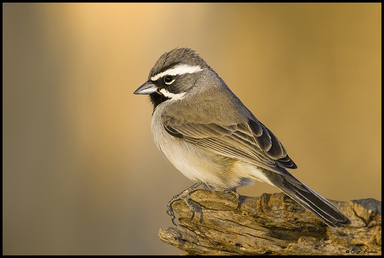 Black-throated Sparrow, Green Valley, AZ
