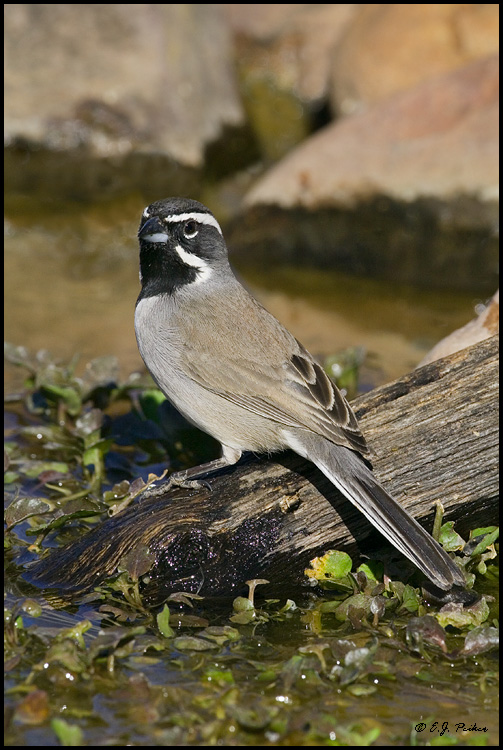 Black-throated Sparrow, Green Valley, AZ