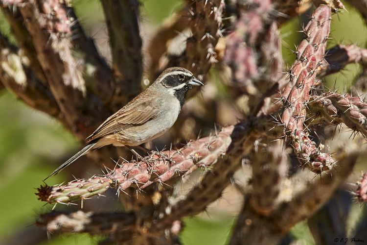 Black-throated Sparrow, Tortolito Mts, AZ
