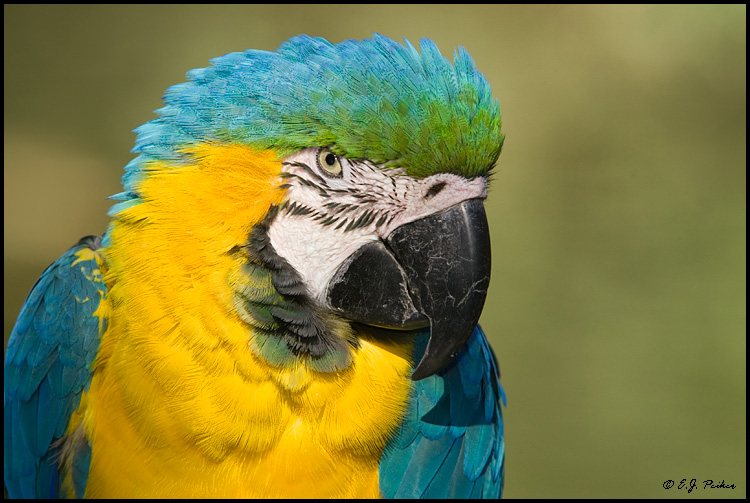 Blue-gold Macaw, Litchfield Park, AZ