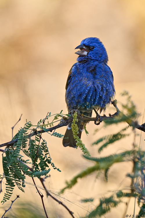 Blue Grosbeak, Santa Rita Mts, AZ