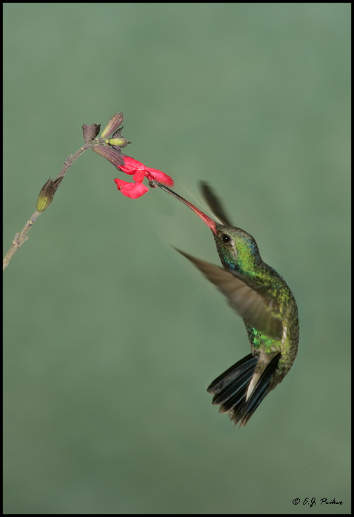 Broad-billed Hummingbird, Ash Canyon, AZ