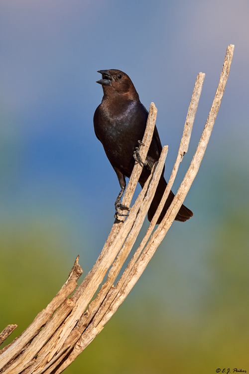 Brown-headed Cowbird, Amado, AZ