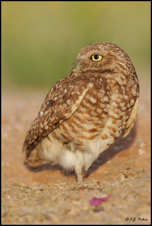 Burrowing Owl, Gilbert, AZ