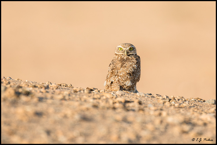Burrowing Owl, Chandler, AZ