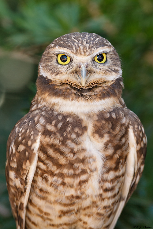 Burrowing Owl, Superior, AZ
