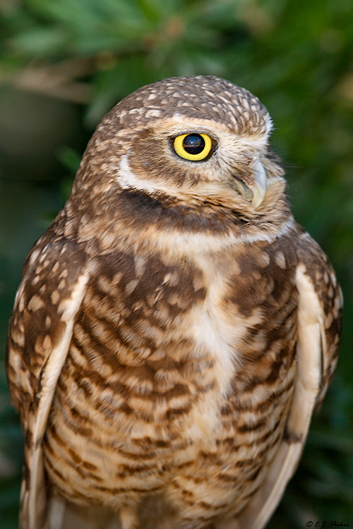 Burrowing Owl, Superior, AZ