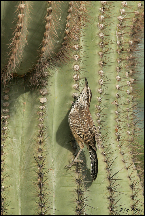 Cactus Wren, Gilbert, AZ