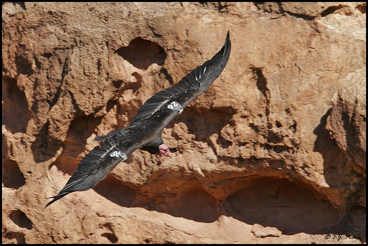 California Condor. Marble Canyon, Arizona