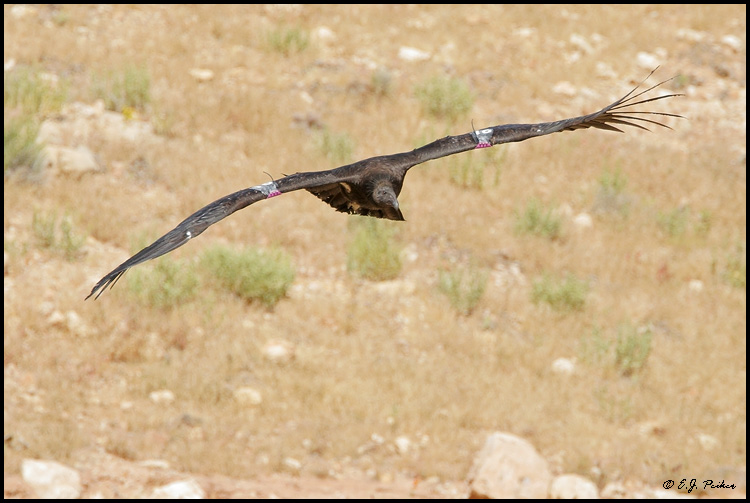 California Condor. Marble Canyon, Arizona
