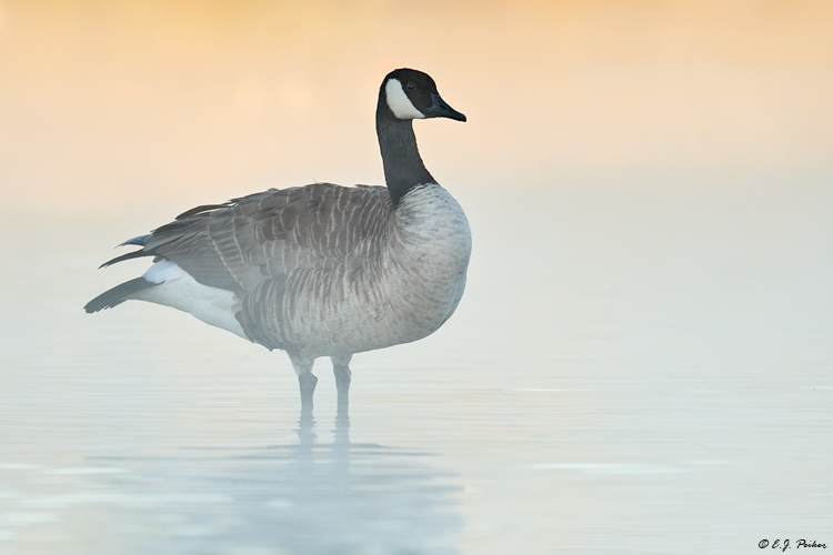 Canada Goose, Gilbert, AZ