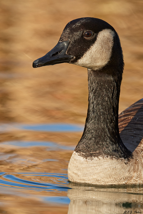 Canada Goose, Gilbert, AZ